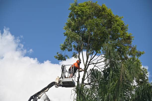 Best Tree Disease Treatment  in USA